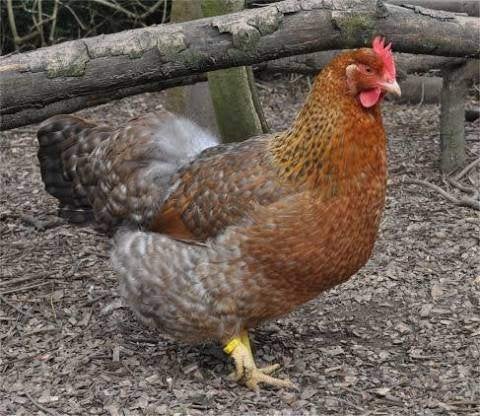 Bielefelder kippen gezocht, Vrouwelijk, Kip