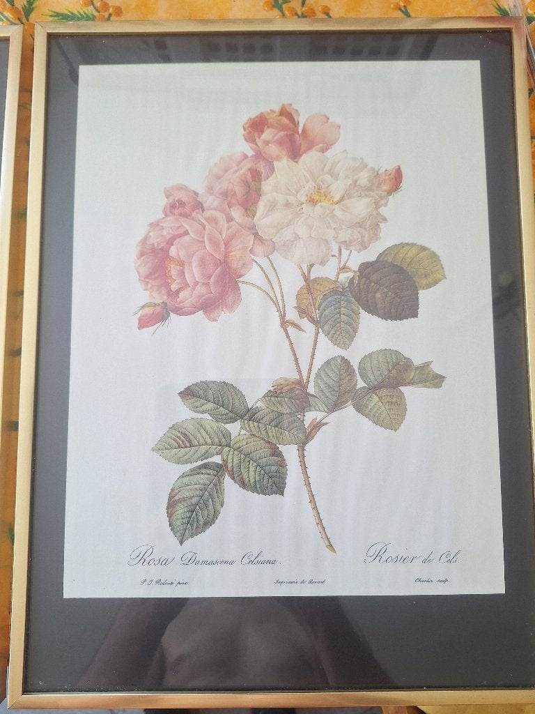 Kader met foto roos, Ophalen, Foto, Zo goed als nieuw, Natuur
