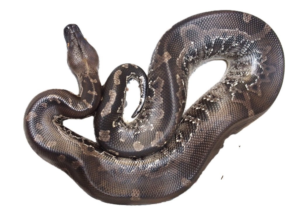 Python curtus, Dieren en Toebehoren