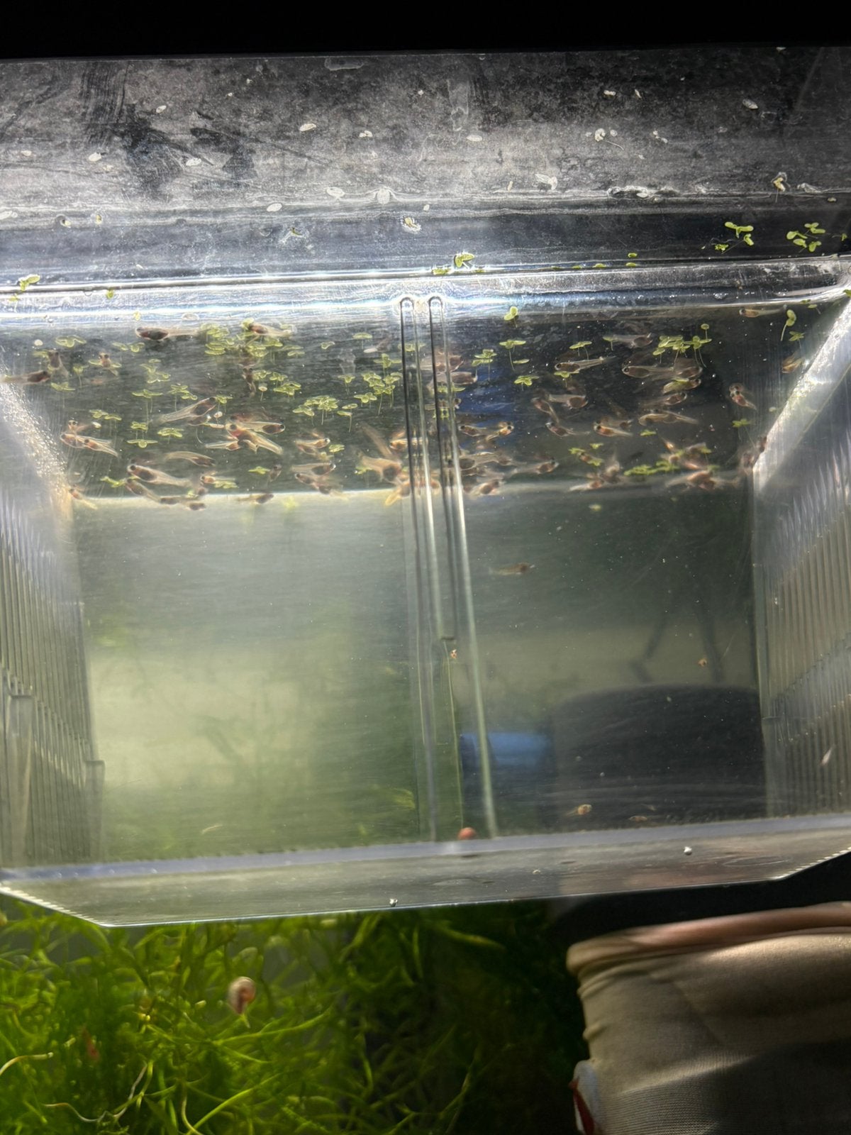 Baby guppies tijdelijk €1 voor 10, Ophalen, Zo goed als nieuw