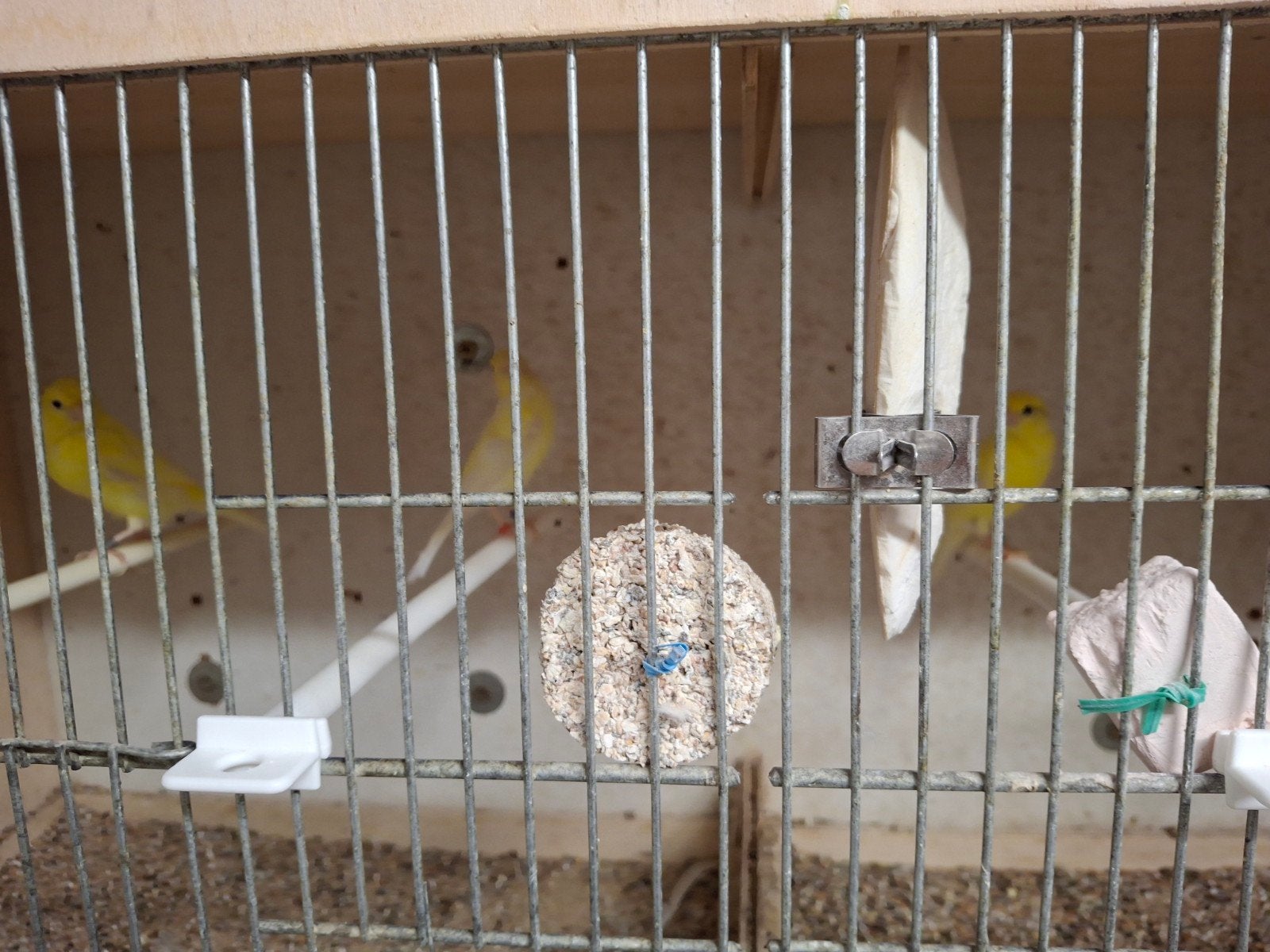 Raza espagnol, Mâle