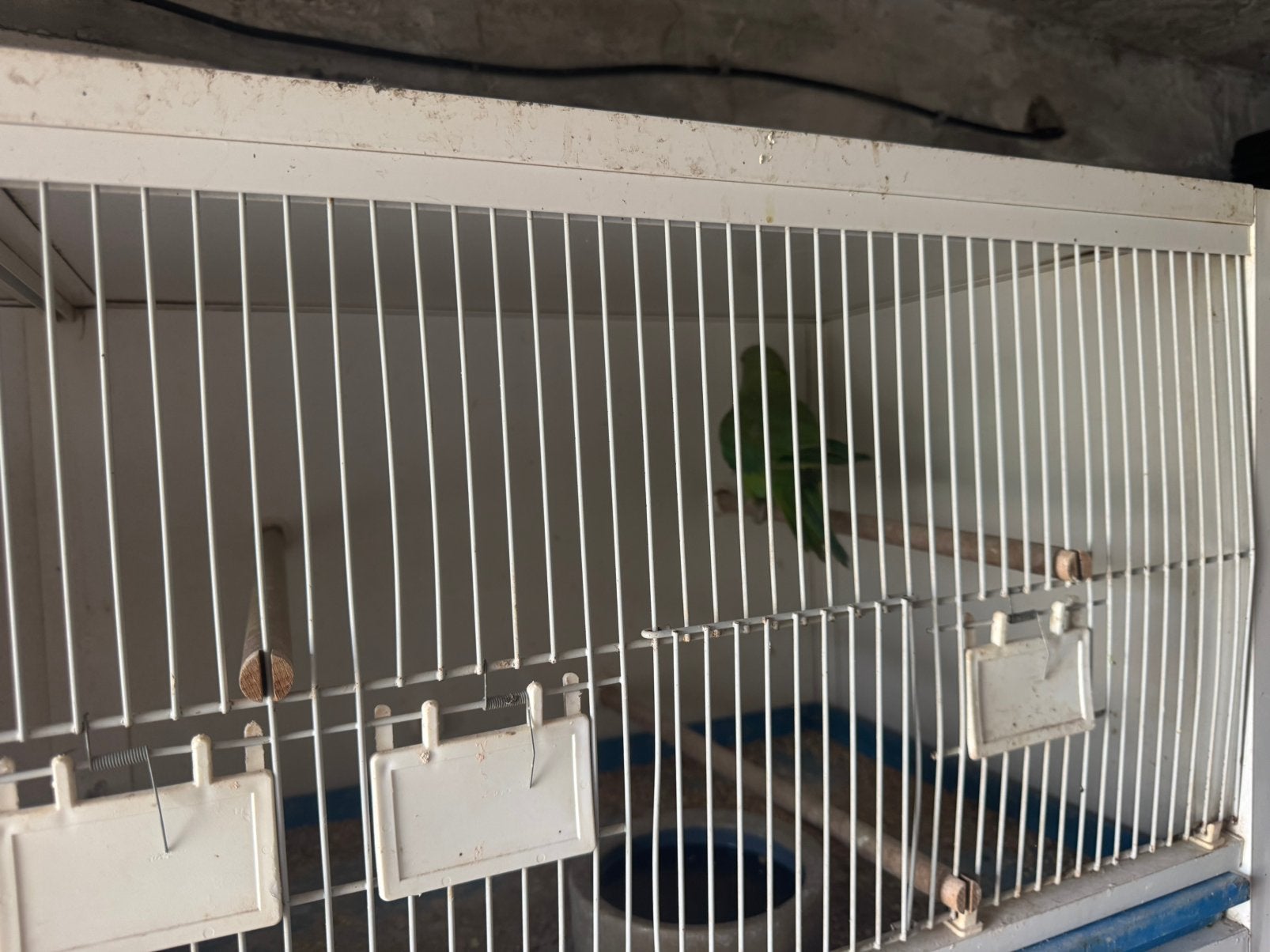 Halsband, Dieren en Toebehoren, Vogels | Parkieten en Papegaaien