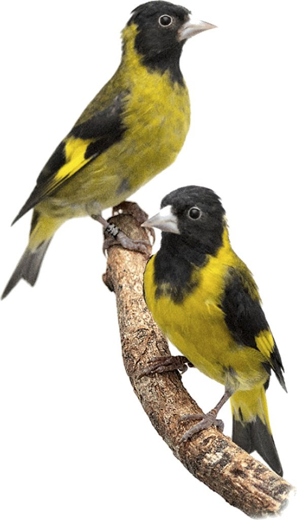 tarin à poitrine noire, Plusieurs animaux, Oiseau chanteur sauvage, Domestique