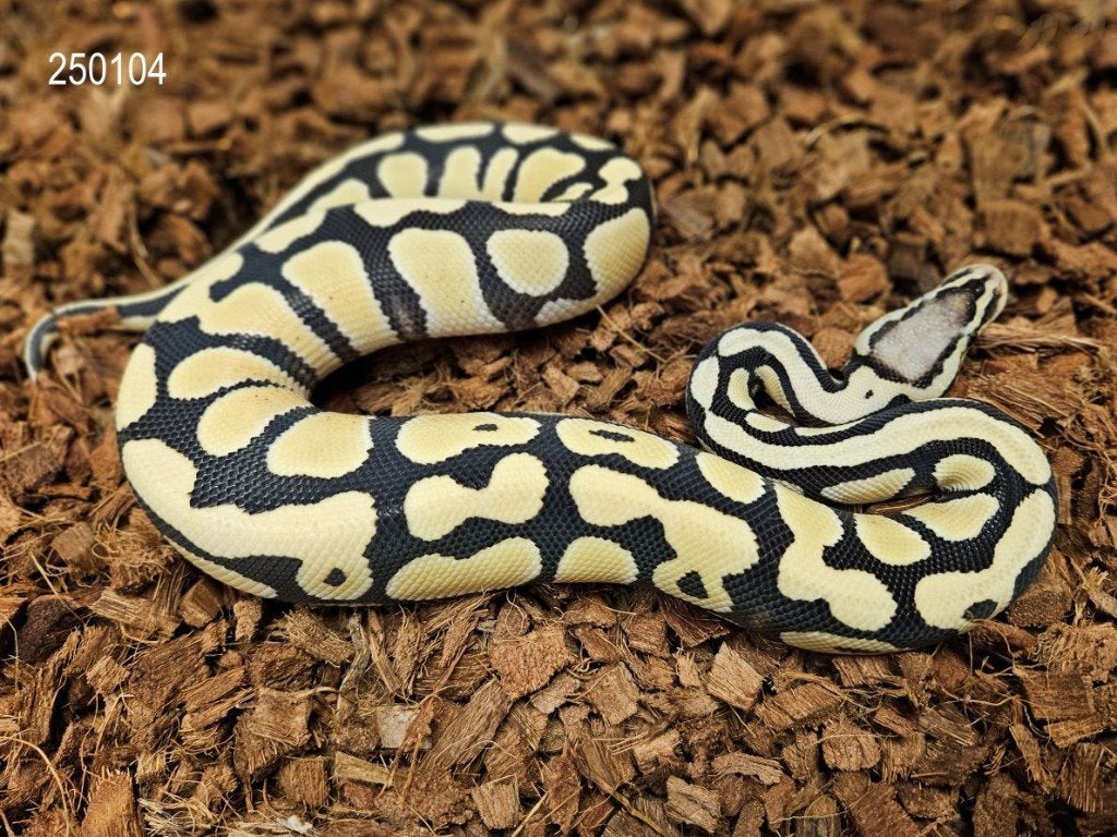 LAST MINUTE HOUTEN DEALS - Diverse koningspythons Ball Python photo 2