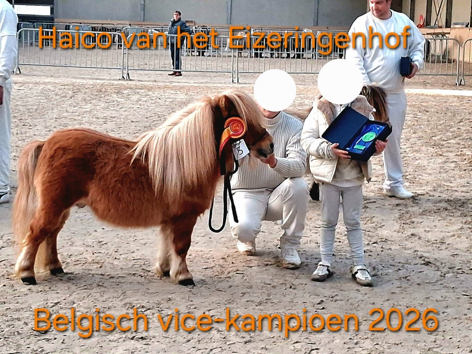 shetland hengstje met stamboom, Dieren en Toebehoren, Pony's, Hengst, Met stamboom