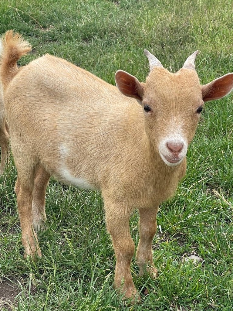 Dwerggeit bok, Dieren en Toebehoren, Schapen, Geiten en Varkens, Mannelijk, Geit, 0 tot 2 jaar