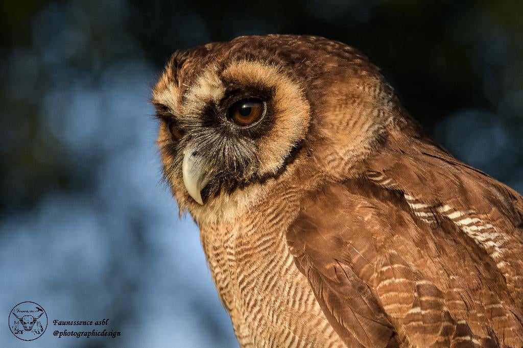 🦅 Stage de fauconnerie – Expérience unique avec rapace 🦅, Enlèvement, Neuf