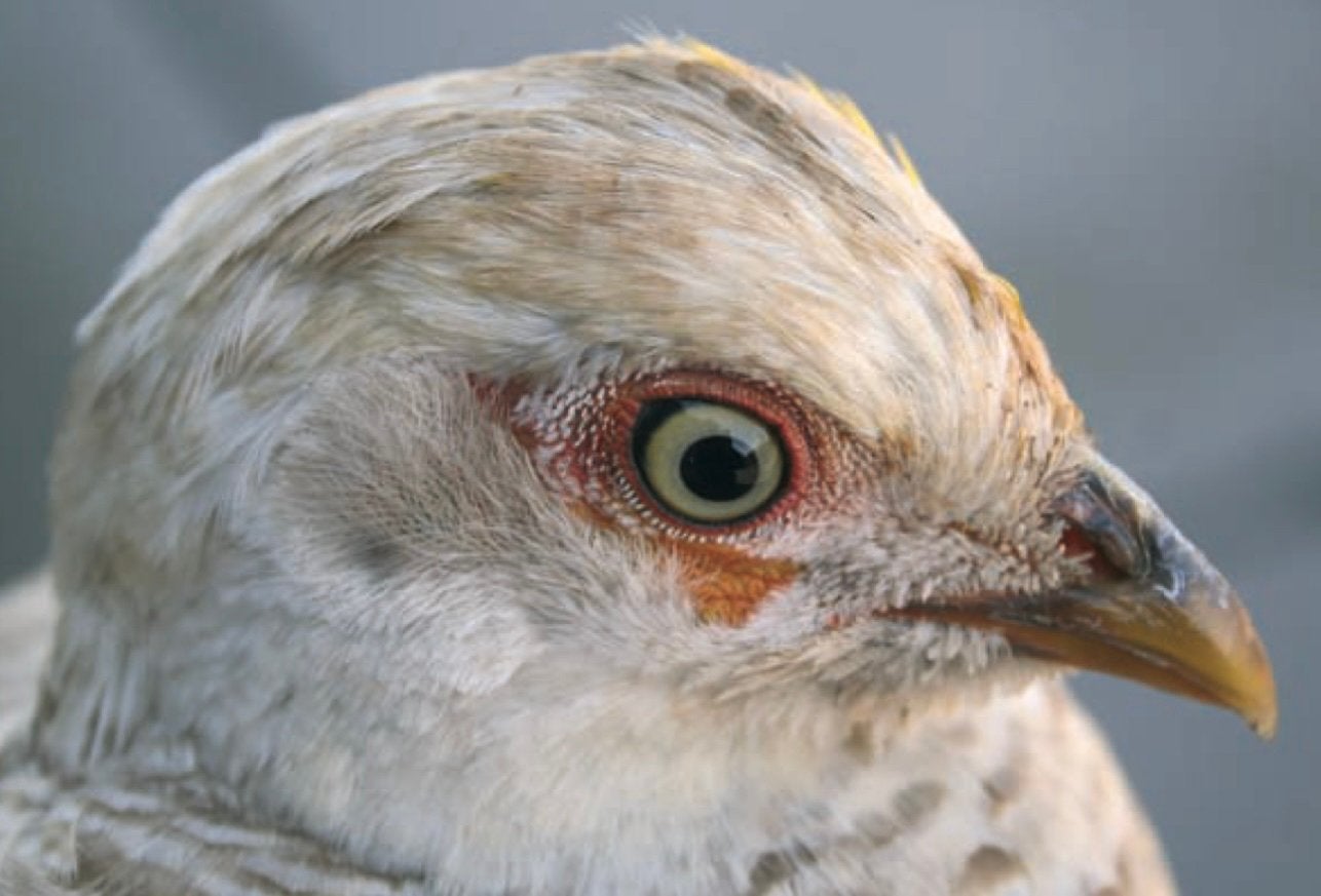 Goudfazant GEEL, Dieren en Toebehoren, Mannelijk