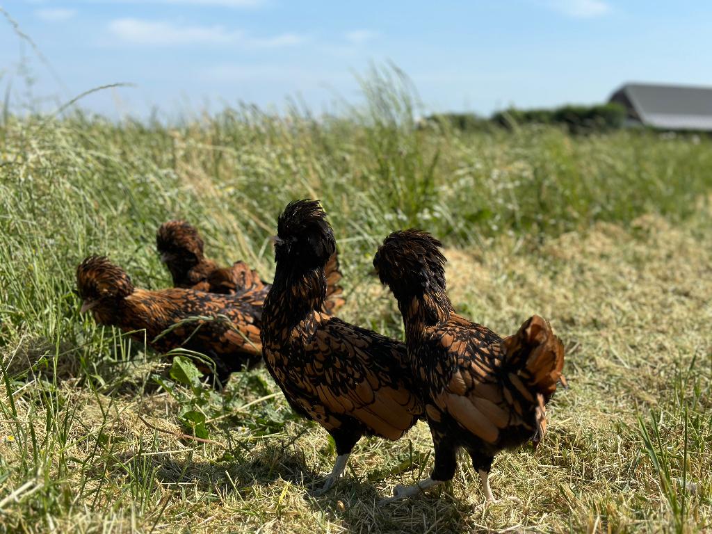 Jonge tamme Padua kriel kippen goudzwart gesekst en ingeënt, Dieren en Toebehoren, Vrouwelijk, Kip