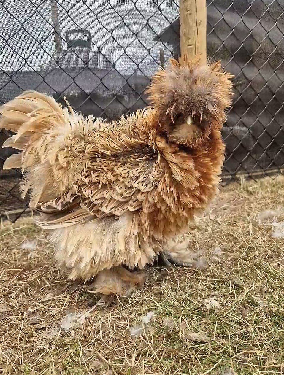 Broedeieren USA zijdehoen, Dieren en Toebehoren, Pluimvee