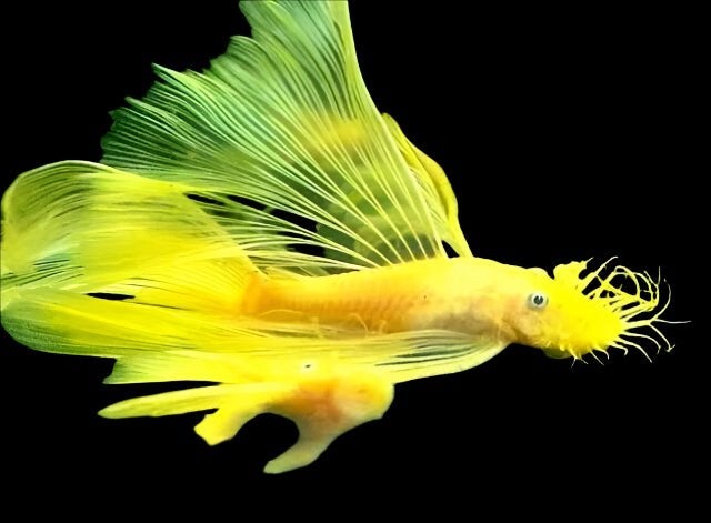 Prachtige Ancistrus L144 (Blauwe Ogen) – Jonge Visjes, Dieren en Toebehoren