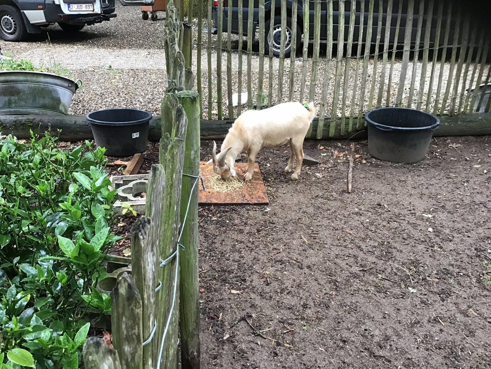 Geiten , dwerggeiten te koop, Dieren en Toebehoren, Schapen, Geiten en Varkens, Geit, 0 tot 2 jaar