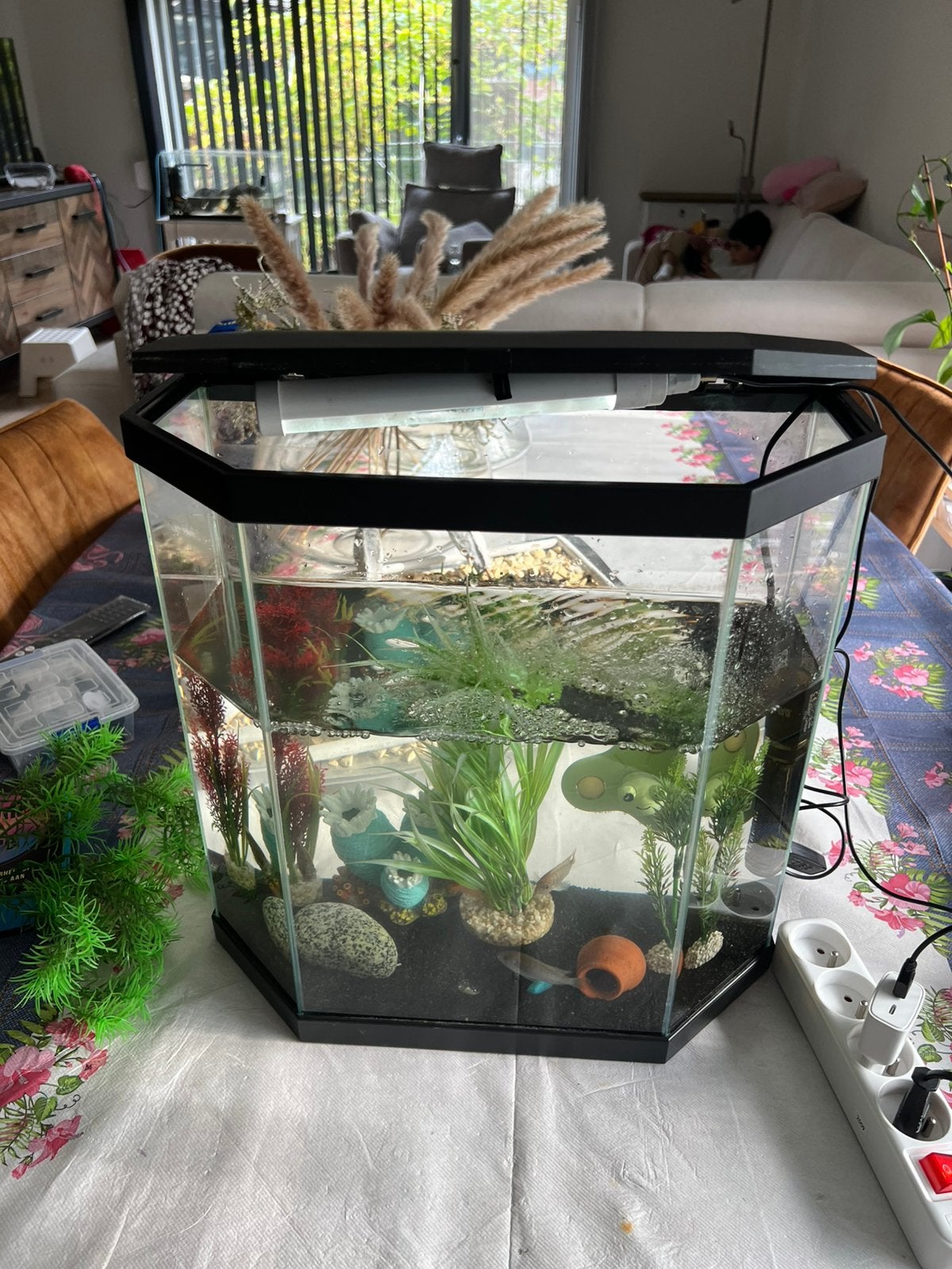 Aquarim met vissen, Zoetwatervis