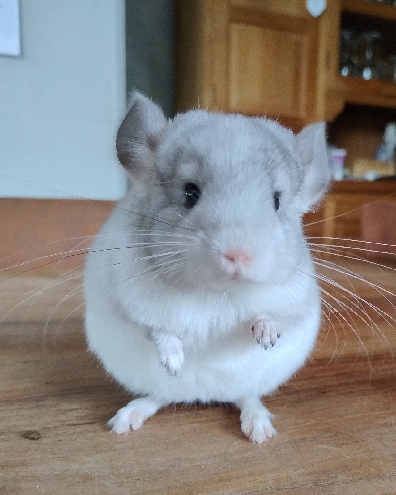 2 jonge chinchilla bokjes, Dieren en Toebehoren, Chinchilla, Mannelijk, Mei, Tam