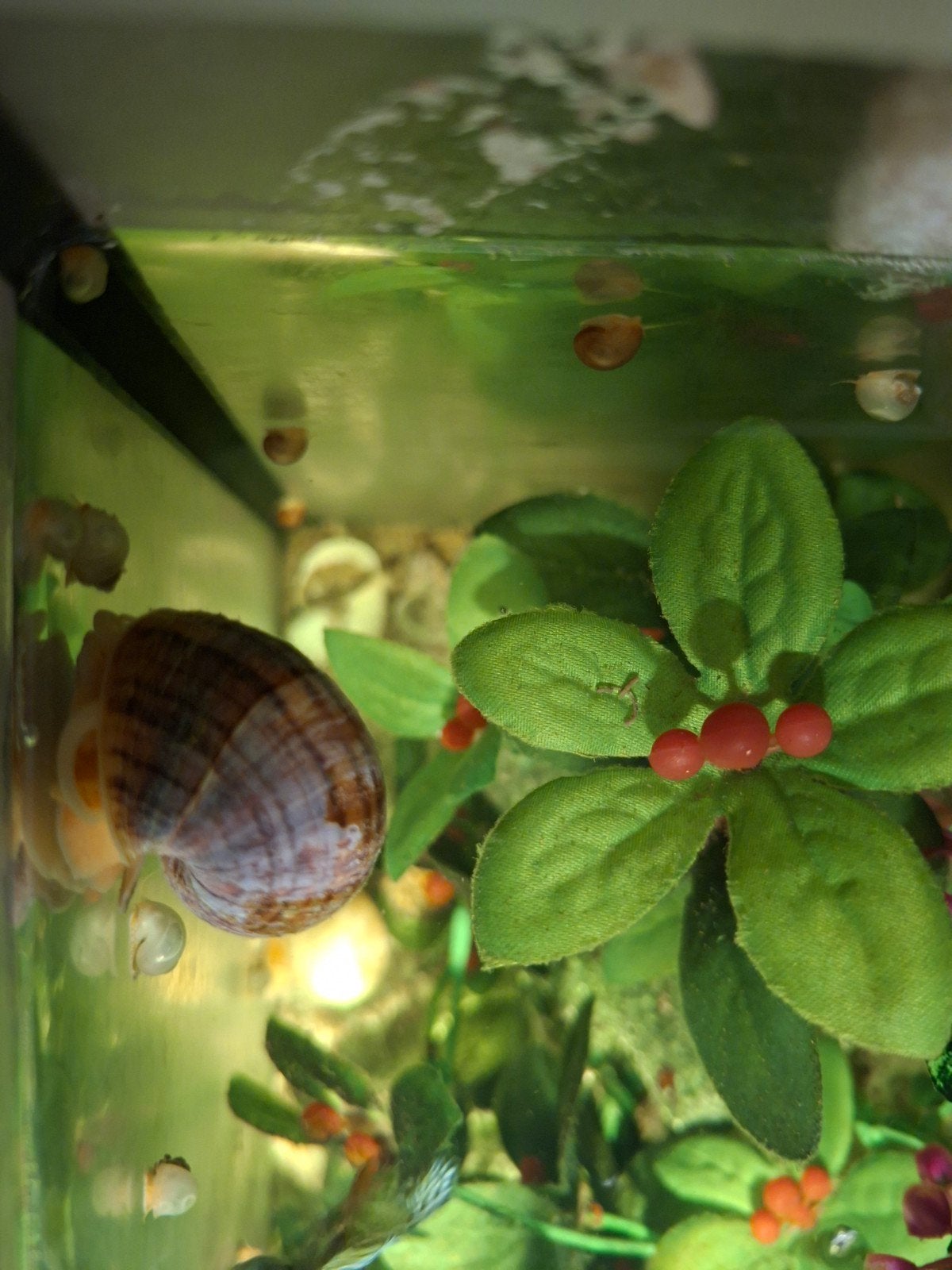 aquarium-slakken kleintjes per 10, Dieren en Toebehoren, Ophalen