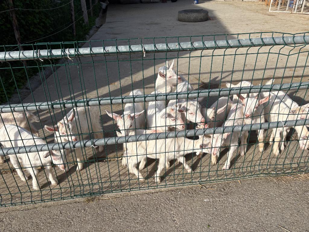 Saenen van kind tot fles, Dieren en Toebehoren, Meerdere dieren, Geit, 0 tot 2 jaar