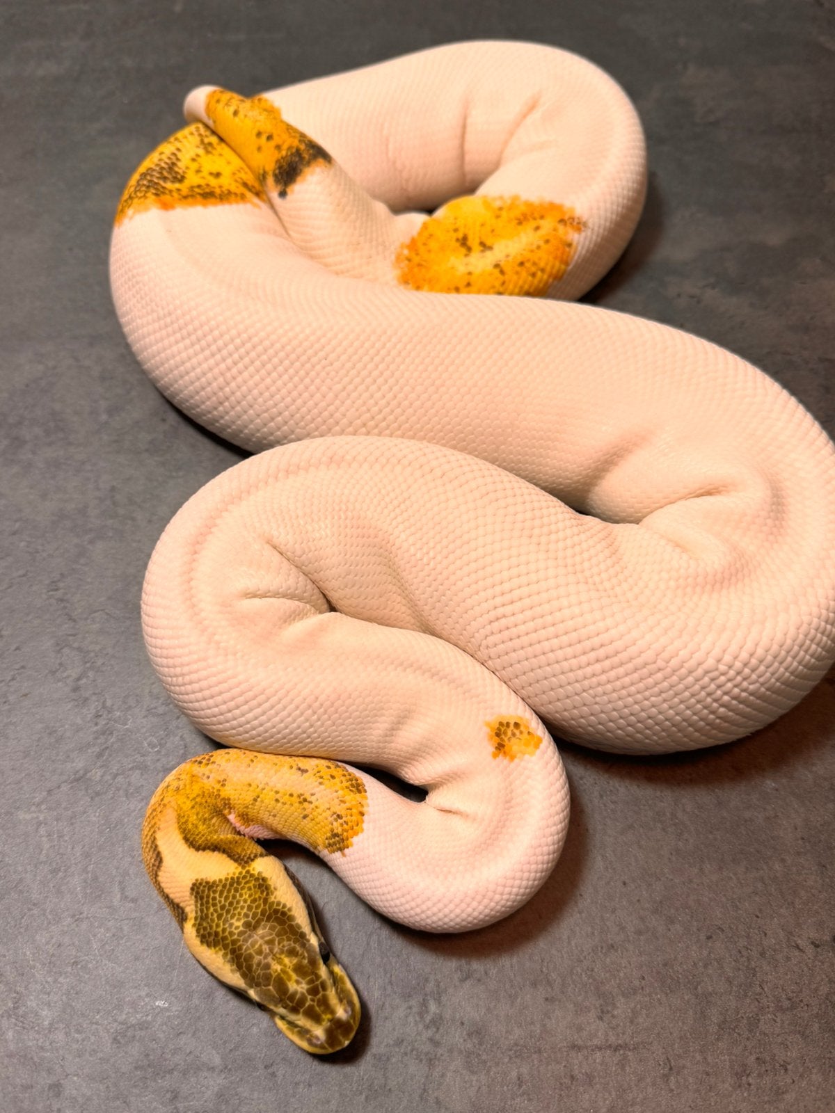 Fire pewter en enchi pied vrouw Regius, Animaux & Accessoires, Reptiles & Amphibiens