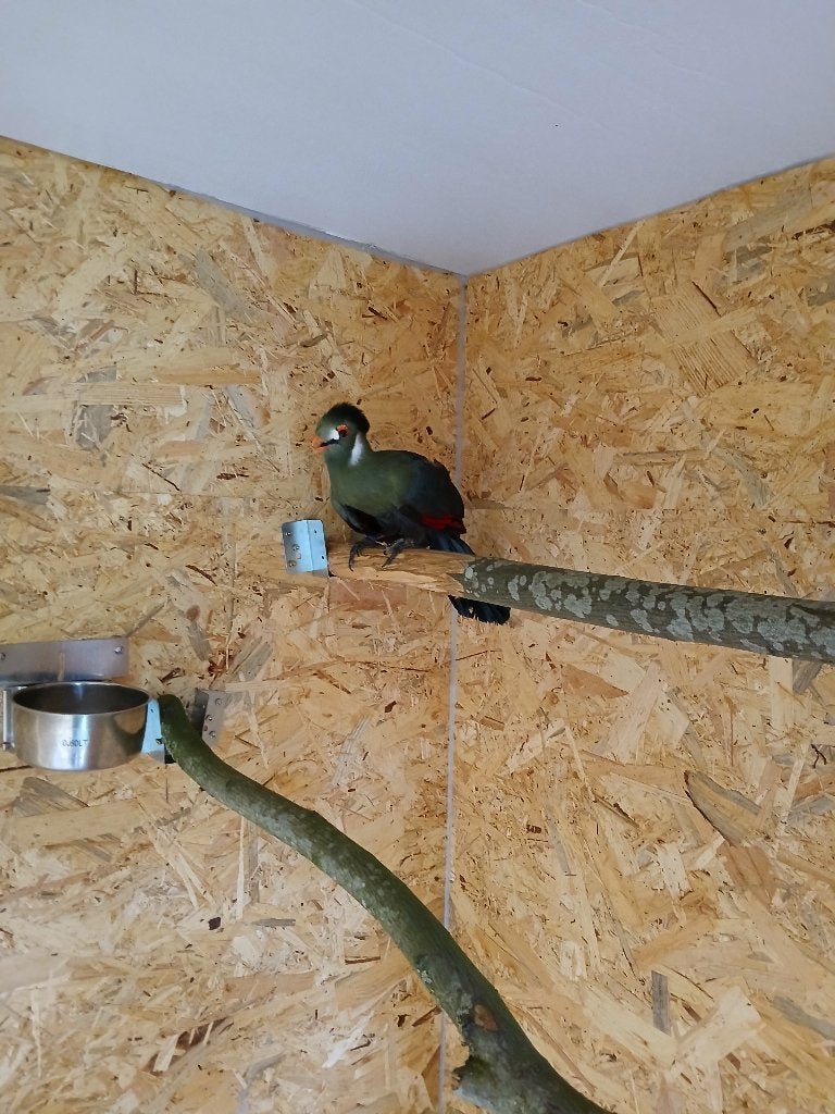 Witwang toerako, Animaux & Accessoires, Mâle, Oiseau tropical, Domestique