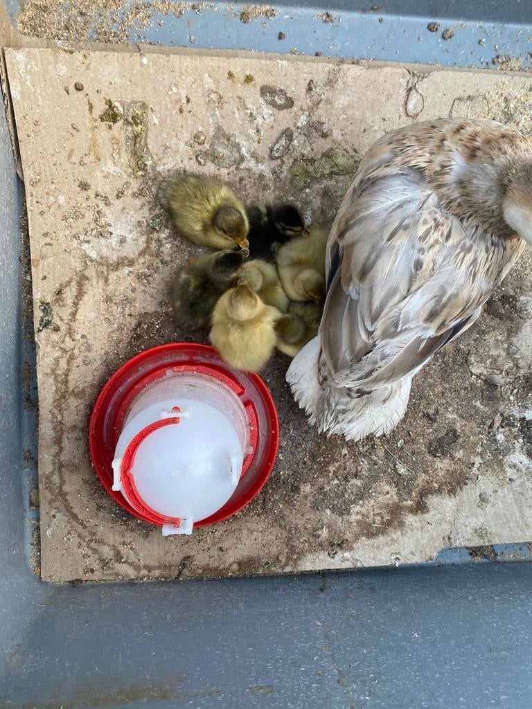 Kuikentjes Hollandse kwakertjes, Animaux & Accessoires, Volatiles, Sexe inconnu, Canard