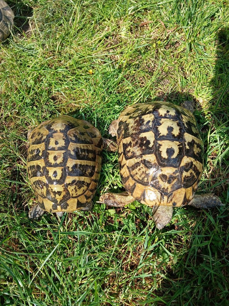 Hermann boettgeri adultes (Namur), Animaux & Accessoires, Reptiles & Amphibiens