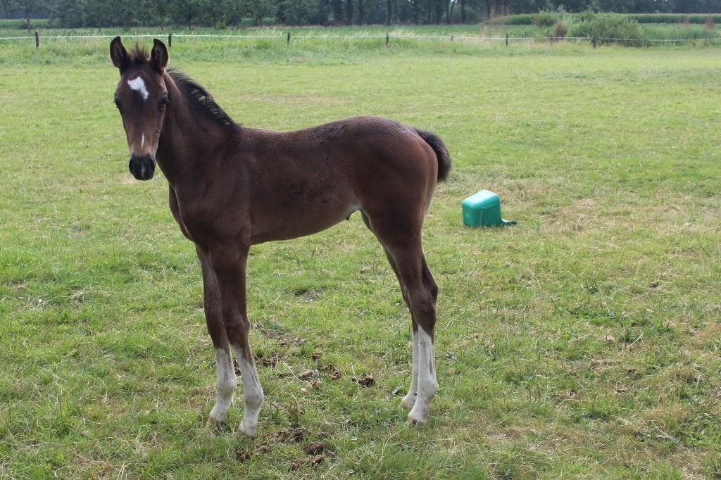 Dressuur Merrieveulen van de hengst O Frederic, Merrie, Met stamboom, Niet van toepassing, Dressuurpaard