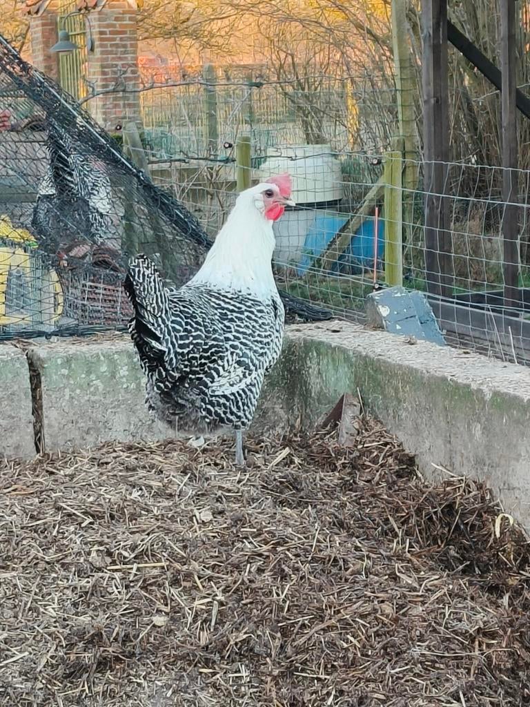 Broedeieren zilverbrakel, Dieren en Toebehoren, Pluimvee