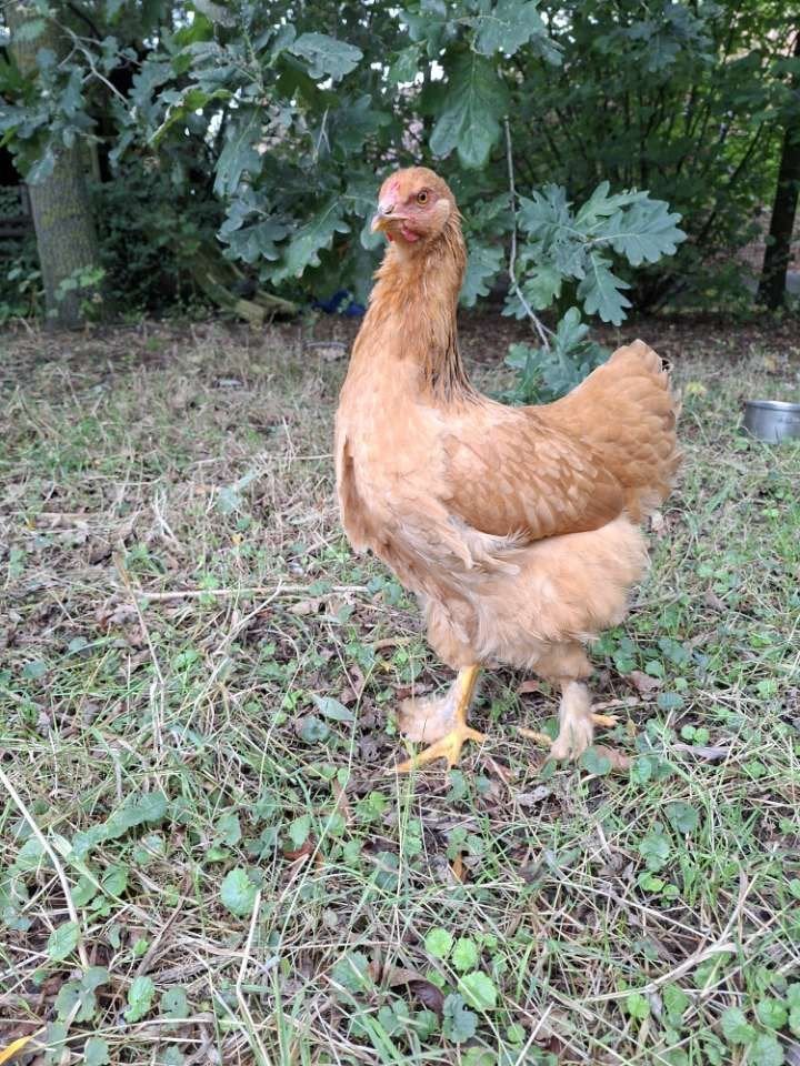 brahma haan, Animaux & Accessoires, Volatiles, Mâle, Poule ou poulet