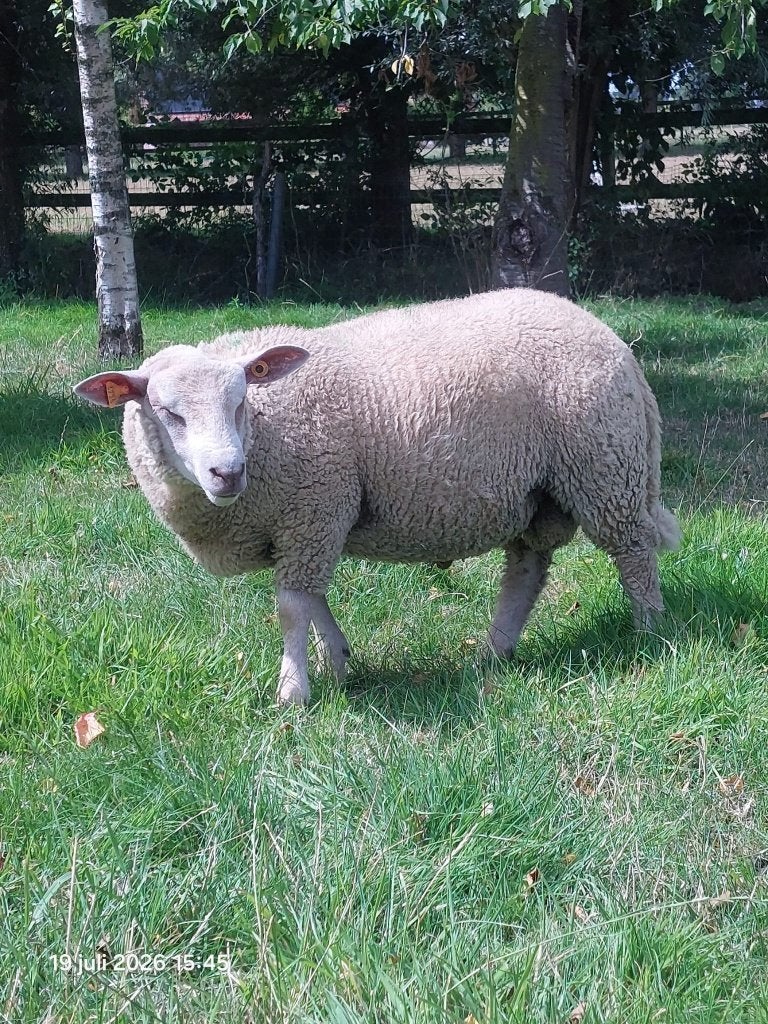 Dekram ram lam te koop, Mâle, Mouton, 0 à 2 ans