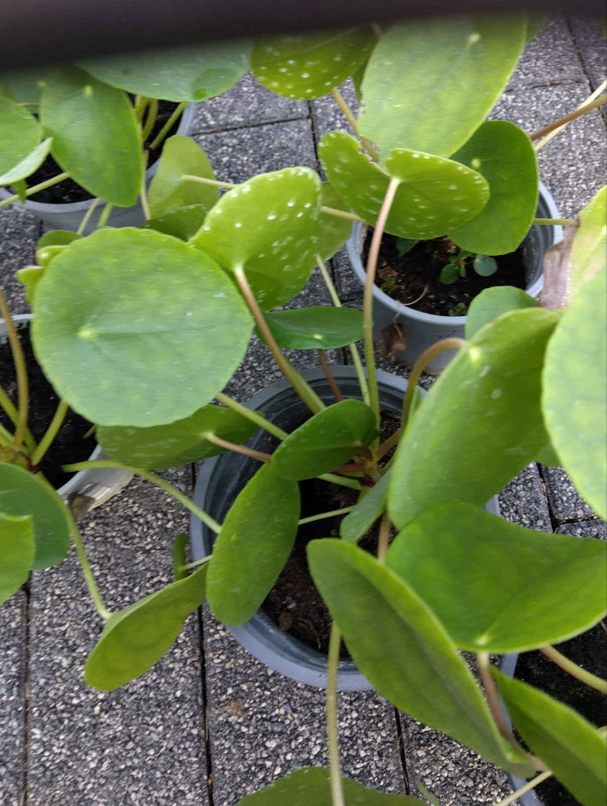 pannenkoeken plant, Jardin & Terrasse, Enlèvement
