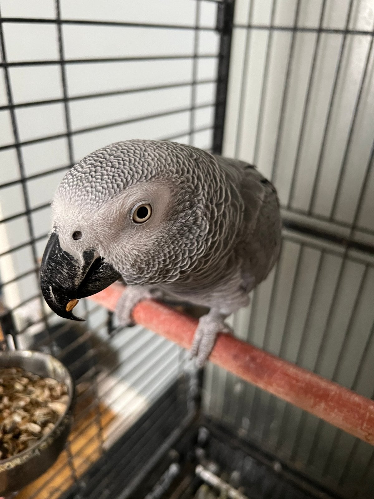 Gris du gabon male, tres bavard, Bagué
