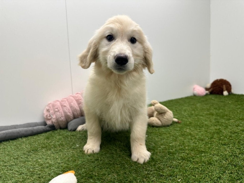 Nestje Golden Retriever, Golden retriever, België, 8 tot 15 weken, CDV (hondenziekte)