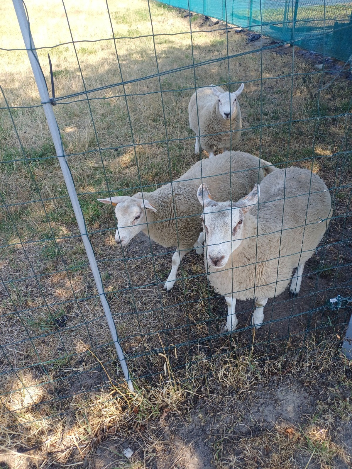 3 lammetje te koop swifter