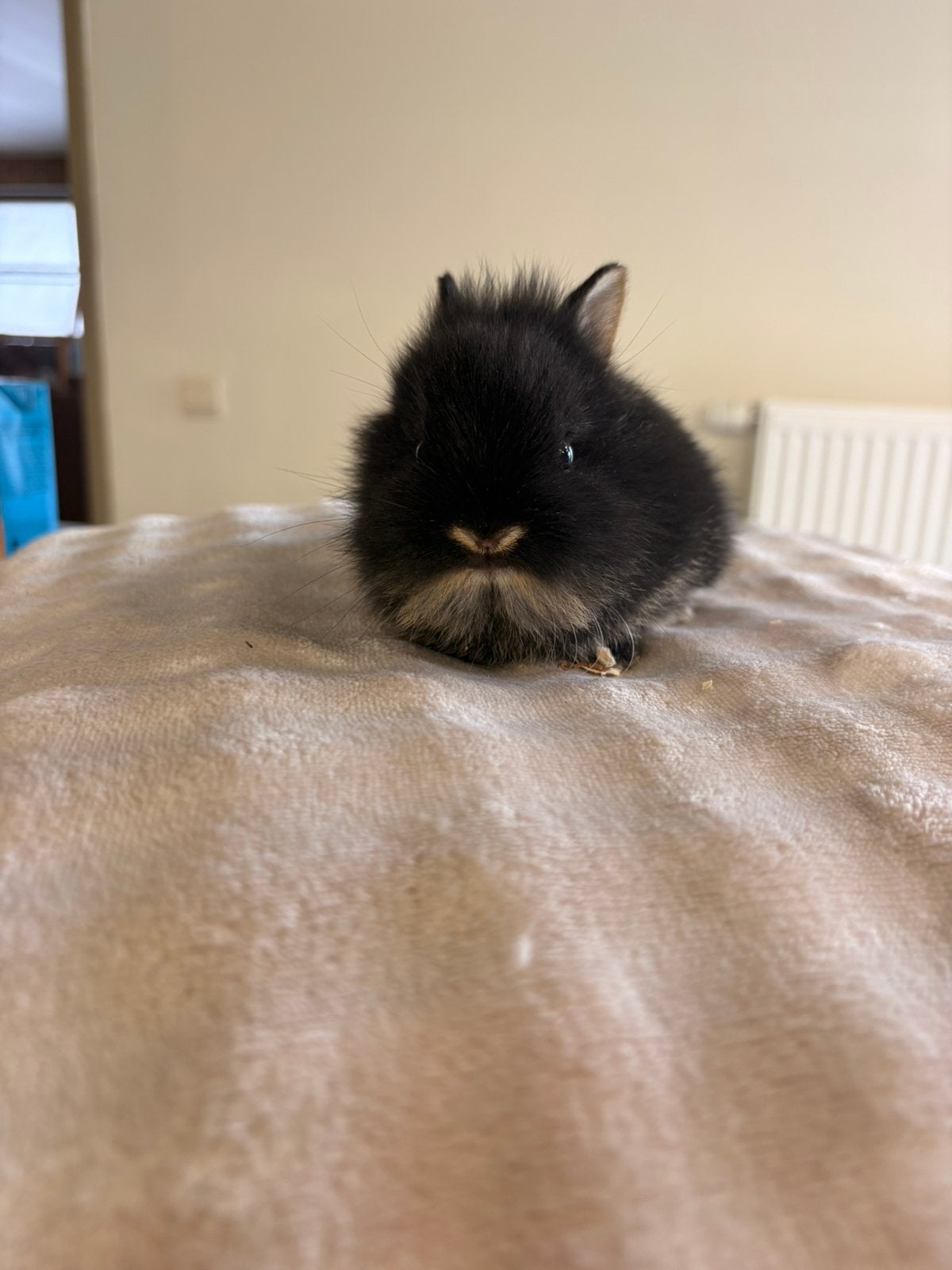 4 jonge konijntjes, Dieren en Toebehoren, Konijnen, Dwerg, Hangoor