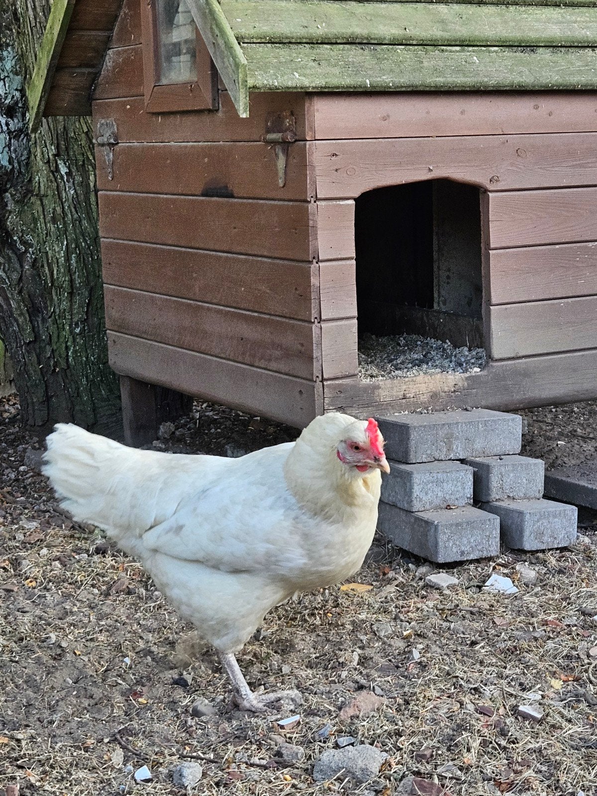 2 hennen/kippen, Animaux & Accessoires, Volatiles, Poule ou poulet, Femelle