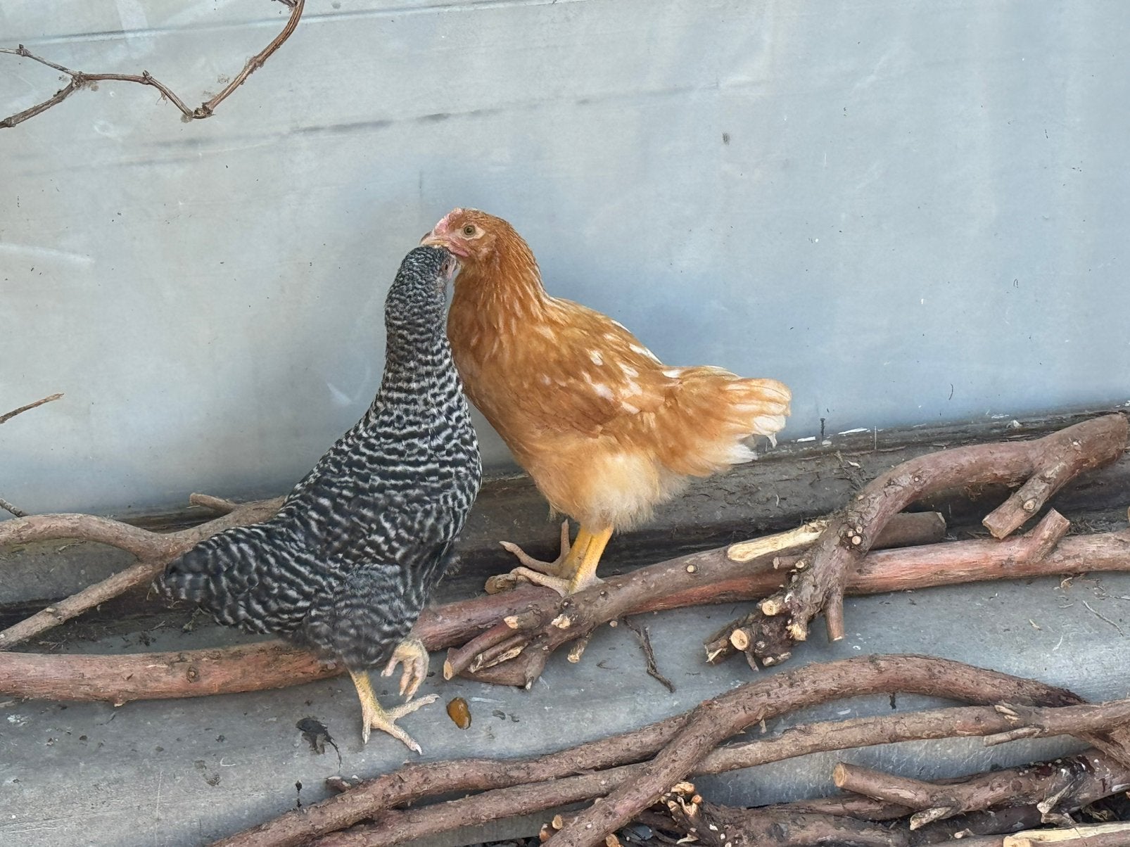 Gratis kip, Animaux & Accessoires, Volatiles, Femelle, Poule ou poulet