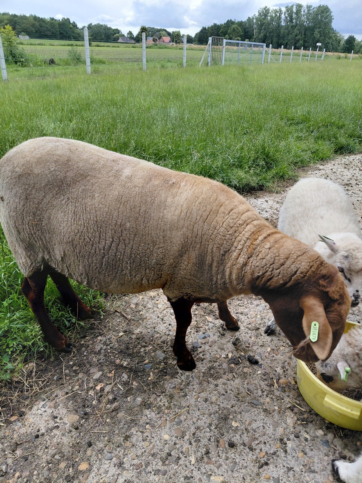 Voskop ooi, Dieren en Toebehoren, Schapen, Geiten en Varkens, Schaap