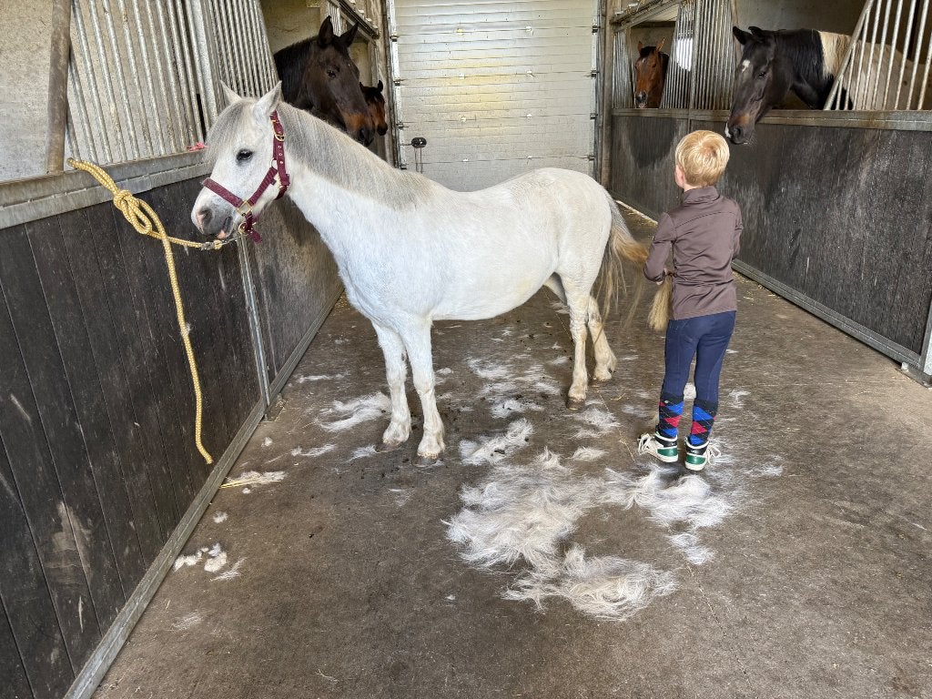 Gezelschapspony/maatje, Dieren en Toebehoren, Ruin, A pony (tot 1.17m), 11 jaar of ouder