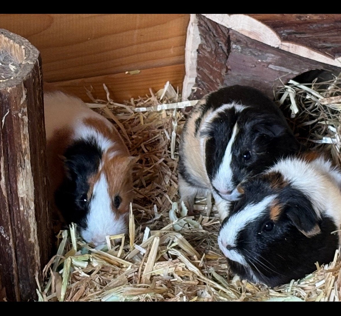 Cavia’s zeugjes gezocht / HERPLAATSERTJES, Animaux & Accessoires, Rongeurs, Juillet, Plusieurs animaux, Cobaye