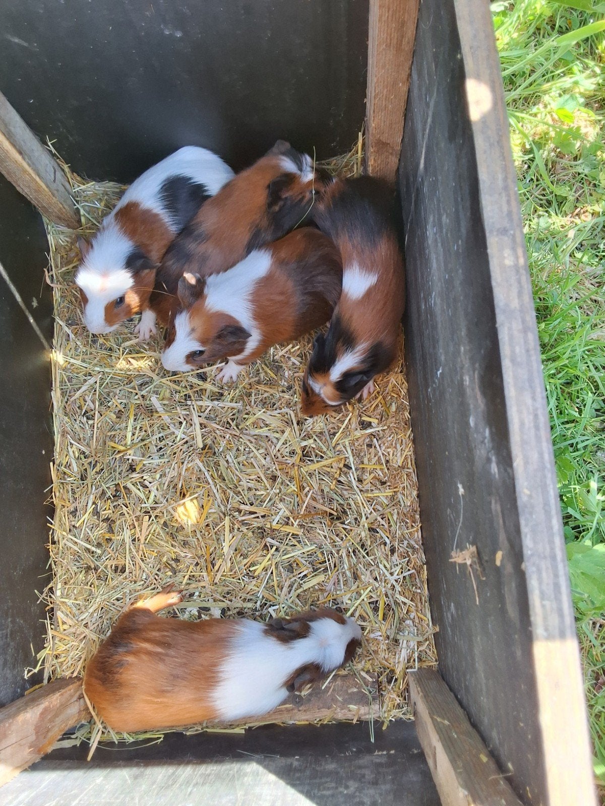 5 jonge cavia mannetjes, Dieren en Toebehoren, Mei, Mannelijk, Cavia