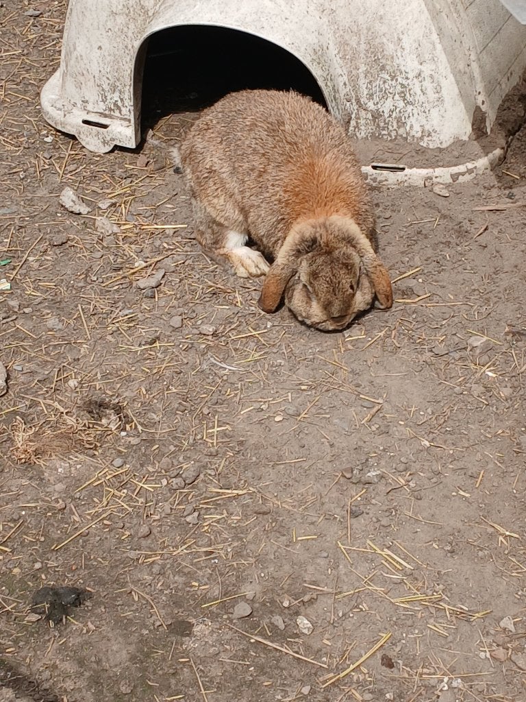 Hangoor, Dieren en Toebehoren, Mannelijk, Middelgroot, Hangoor, 3 tot 5 jaar