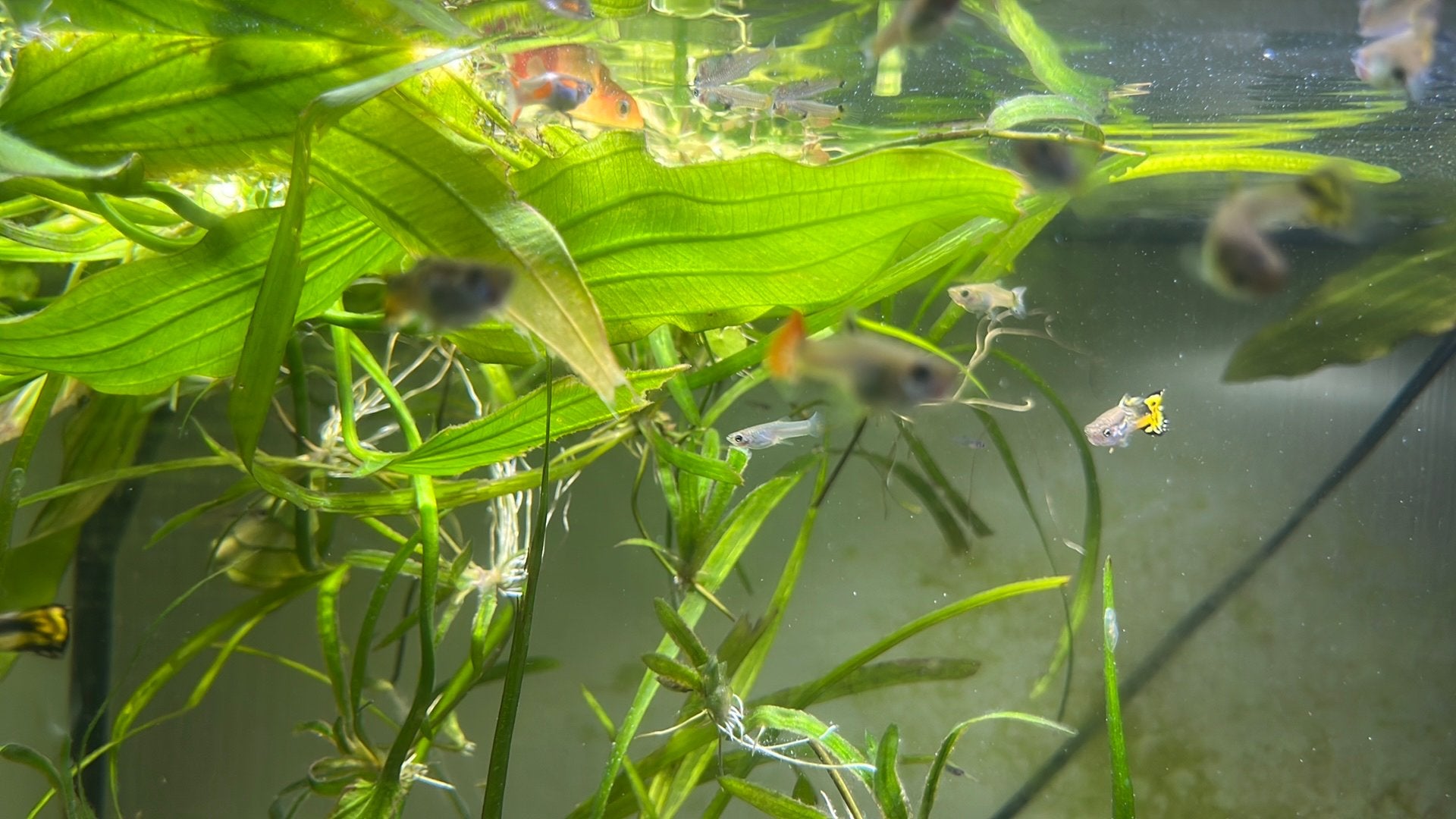 Guppies