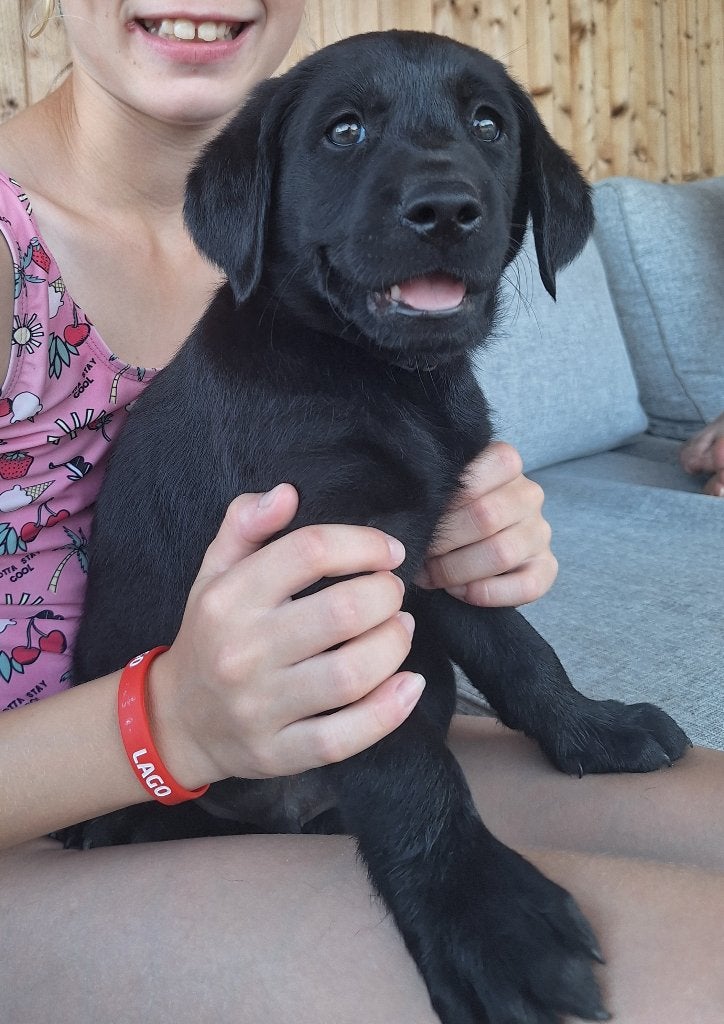 Labrador reutje, Dieren en Toebehoren, Honden | Retrievers, Spaniëls en Waterhonden, Reu, Labrador retriever, Fokker | Hobbymatig