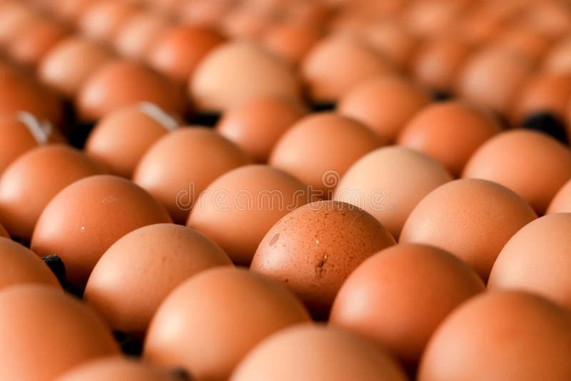 œufs de poules élevées en plein air