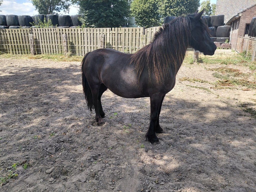 Mooie brave fell pony merrie, Dieren en Toebehoren, Pony's, Merrie, Gechipt, 7 tot 10 jaar