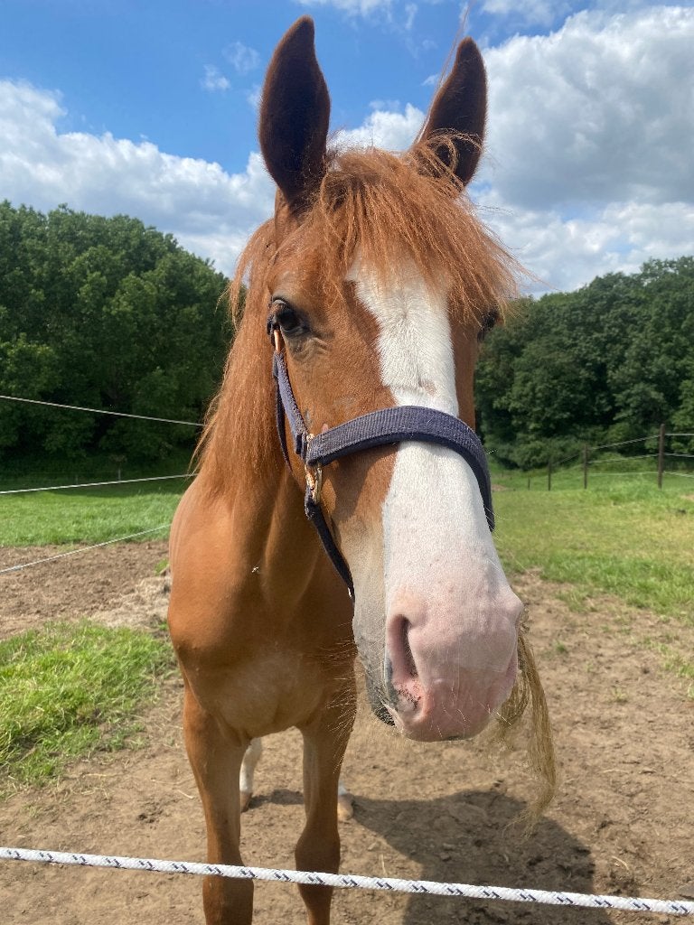 Jaarling merrie te koop, Dieren en Toebehoren, Paarden, Merrie, Springpaard, Minder dan 160 cm, Met stamboom