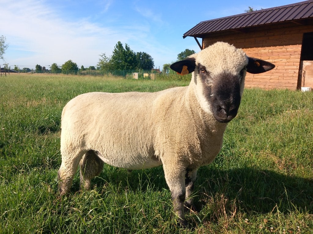 Hampshire Down schaap, Dieren en Toebehoren, Mannelijk, Schaap