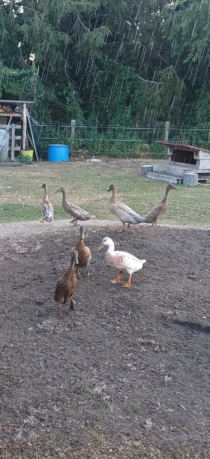 Loopeenden, Animaux & Accessoires, Volatiles, Plusieurs animaux, Canard