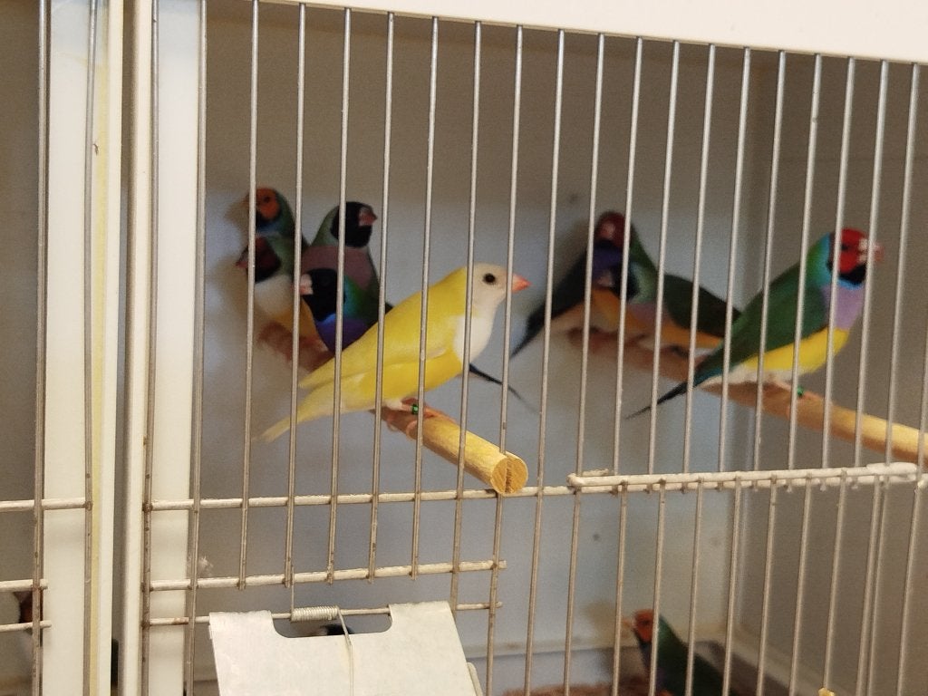 Goulds, Animaux & Accessoires, Oiseaux | Oiseaux Autre