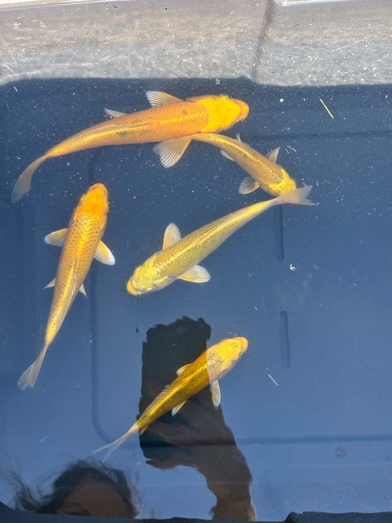 5 Koi – Yamabuki, Dieren en Toebehoren, Karper of Koi