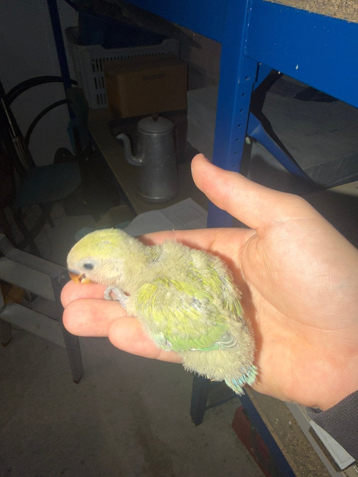 Baby dwergpapegaien beschikbaar, Sexe inconnu, Perroquet nain ou Inséparable, Domestique